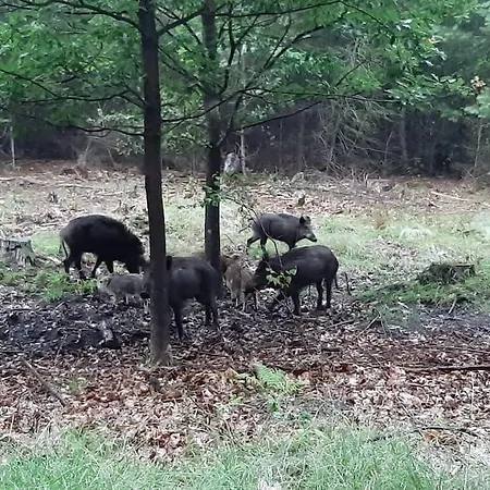 Ons Plekje In Het Bos *