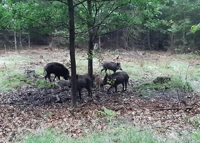 & Glamping Ons Plekje In Het Bos *